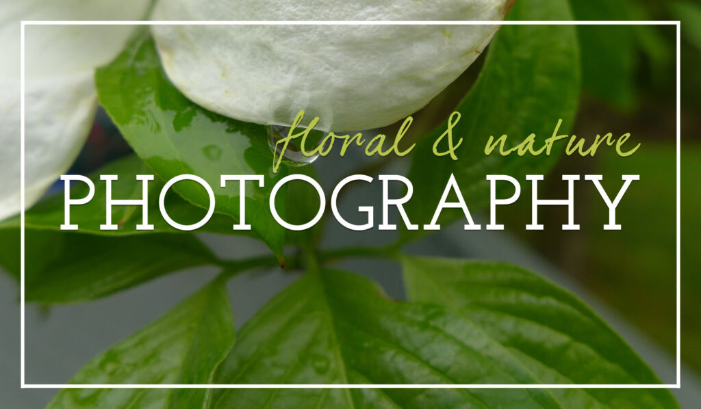 Image with the word photography over a background image of a close up of a white dogwood with a water droplet