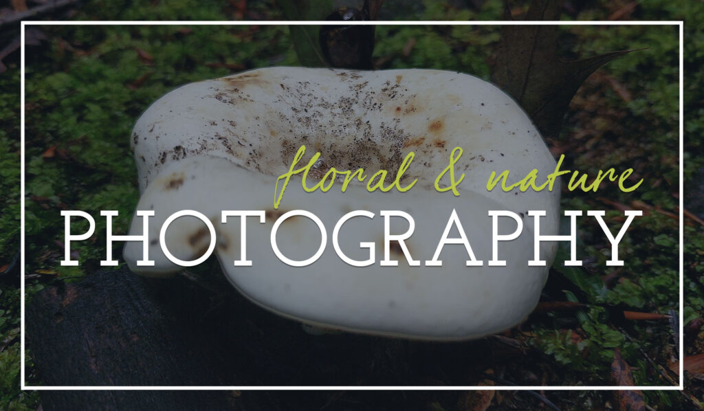 image of a mushroom with text that says floral and nature photography