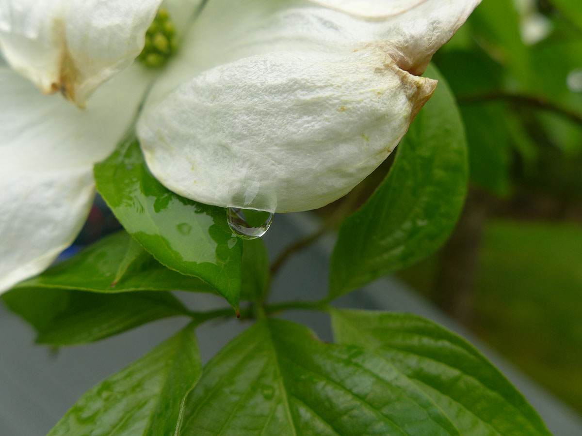 close up of a white dogwood petal with a drop of rain