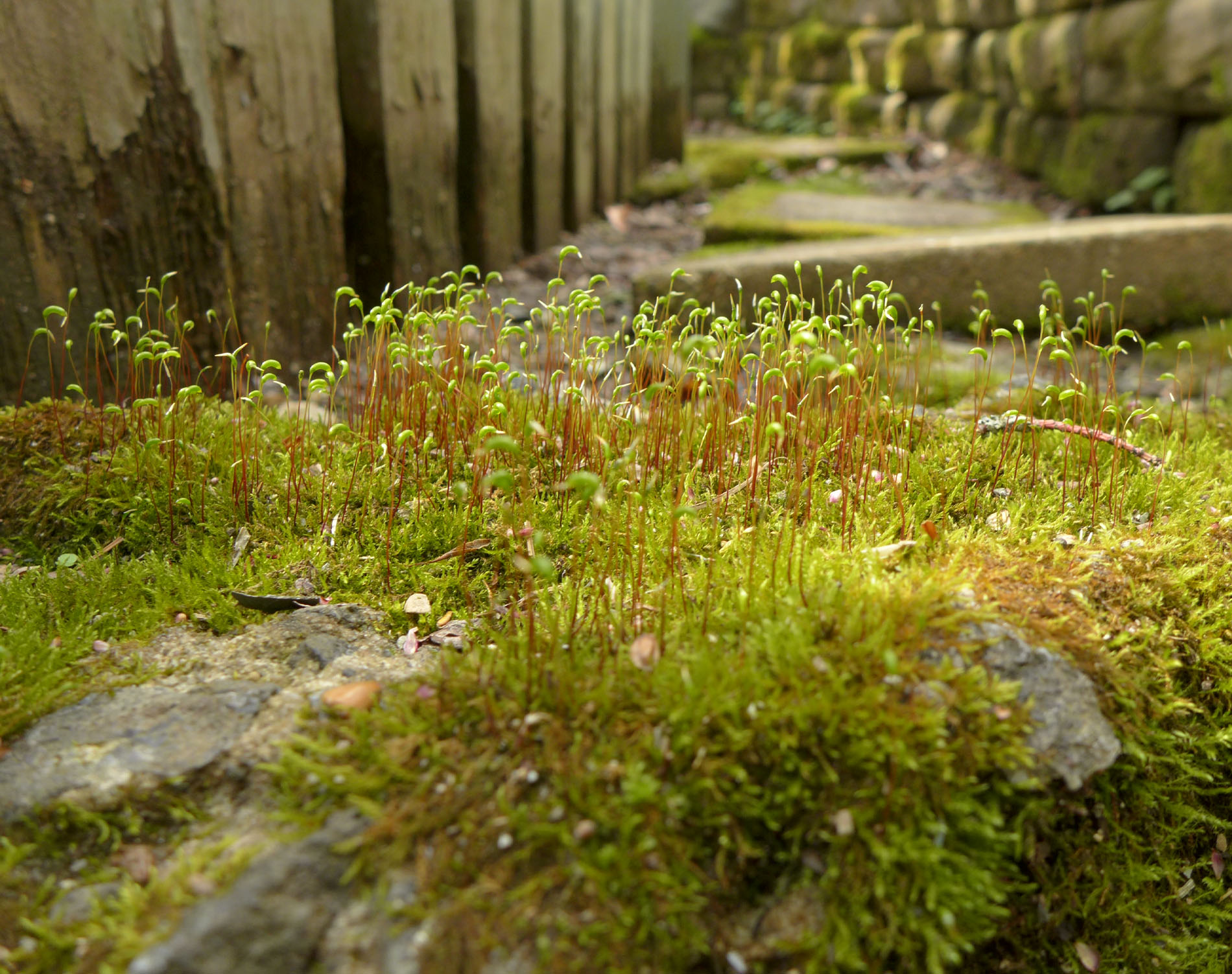 Mossy stone with lichen